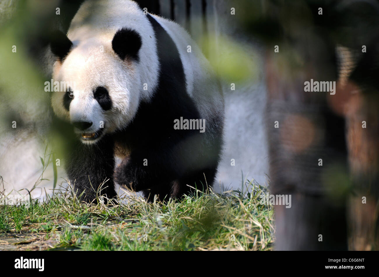 Panda gigante (Ailuropoda melanoleuca), nella provincia di Sichuan, in Cina Foto Stock