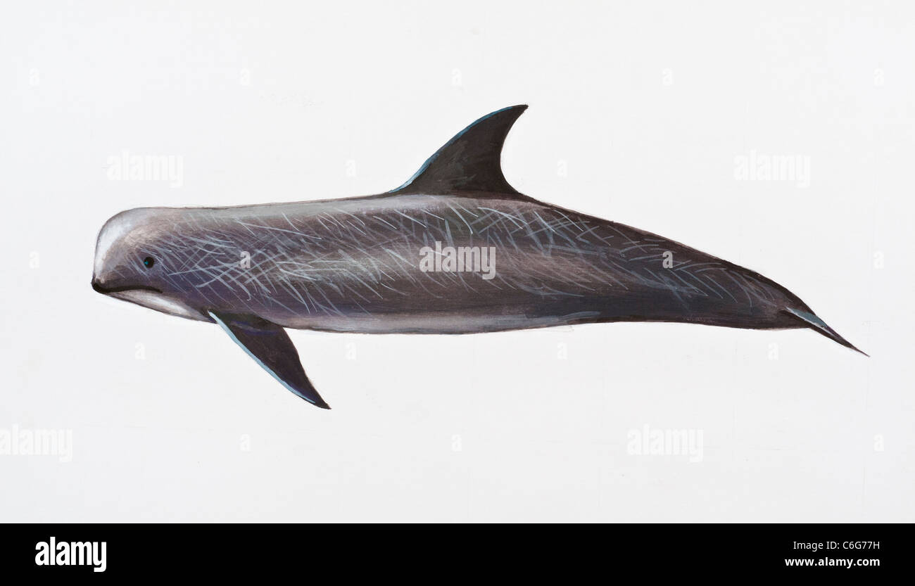 Risso, Dolphin Grampus griseus Delphinidae Foto Stock