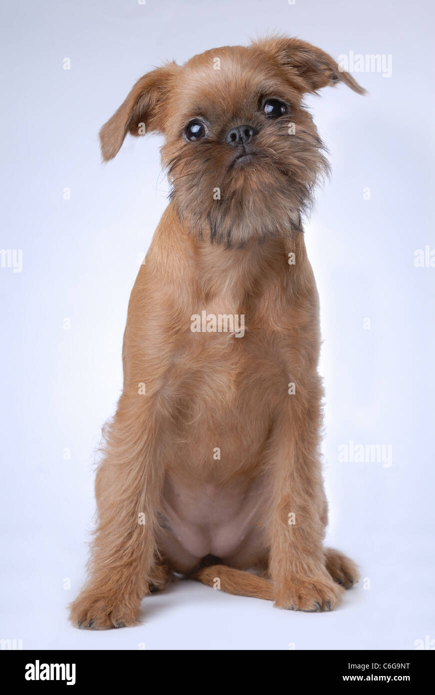 Capelli lisci Bruxelles Griffon cucciolo Foto Stock