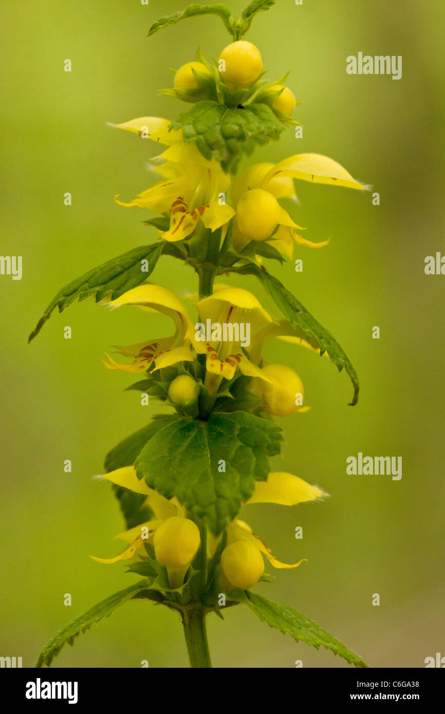 Giallo arcangelo, Lamiastrum galeobdolon in fiore in primavera. Foto Stock