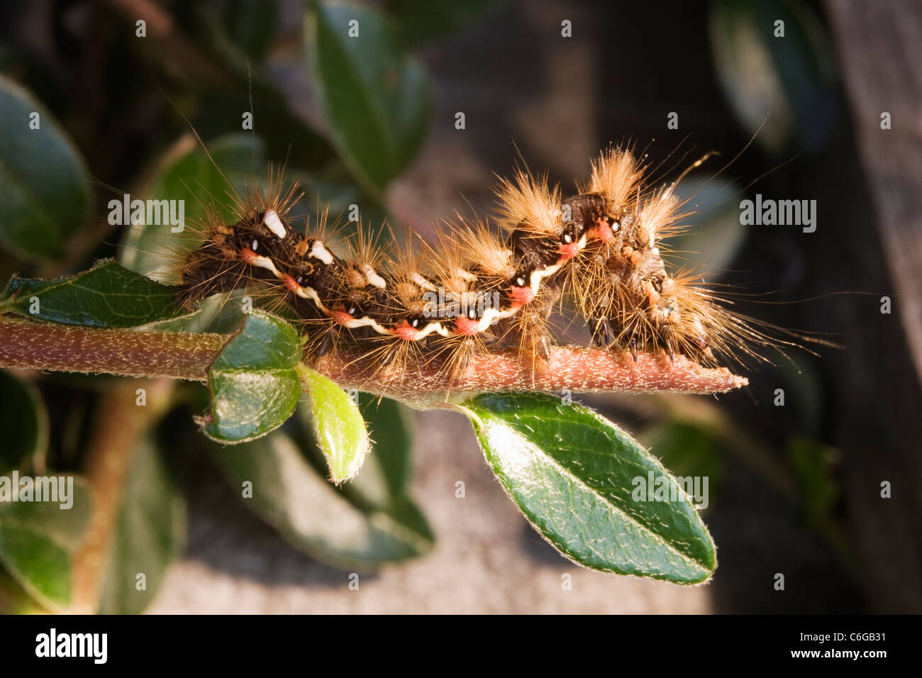 La coda marrone moth caterpillar. Foto Stock