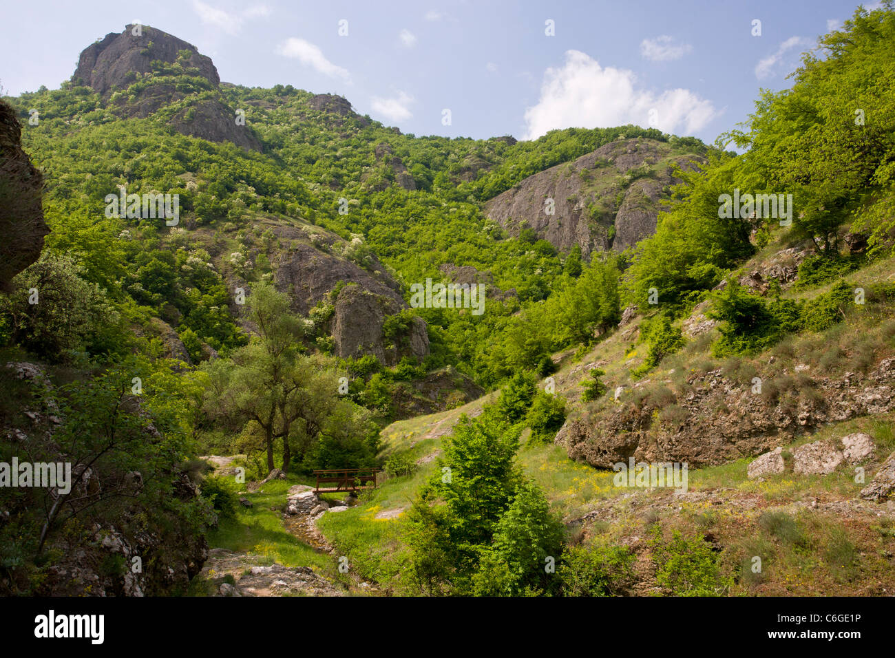 Botanicamente interessante-ricca area protetta con carpino orientale e orniello, su roccia vulcanica, nei pressi di Rila, Bulgaria. Foto Stock