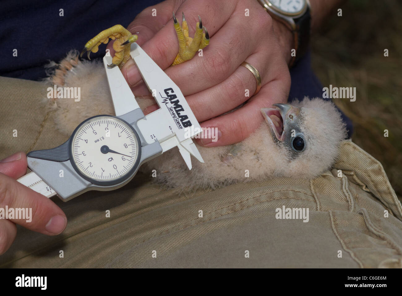 Close-up di giovani Hobby (Falco Subbuteo®) in mano, Cambridgeshire, Inghilterra Foto Stock