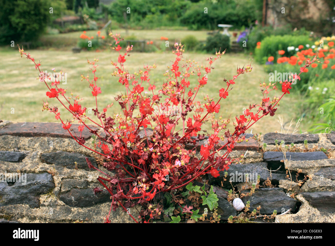 Red lasciava di crescita della pianta al di fuori di un muro di pietra. Surrey in Inghilterra REGNO UNITO Foto Stock