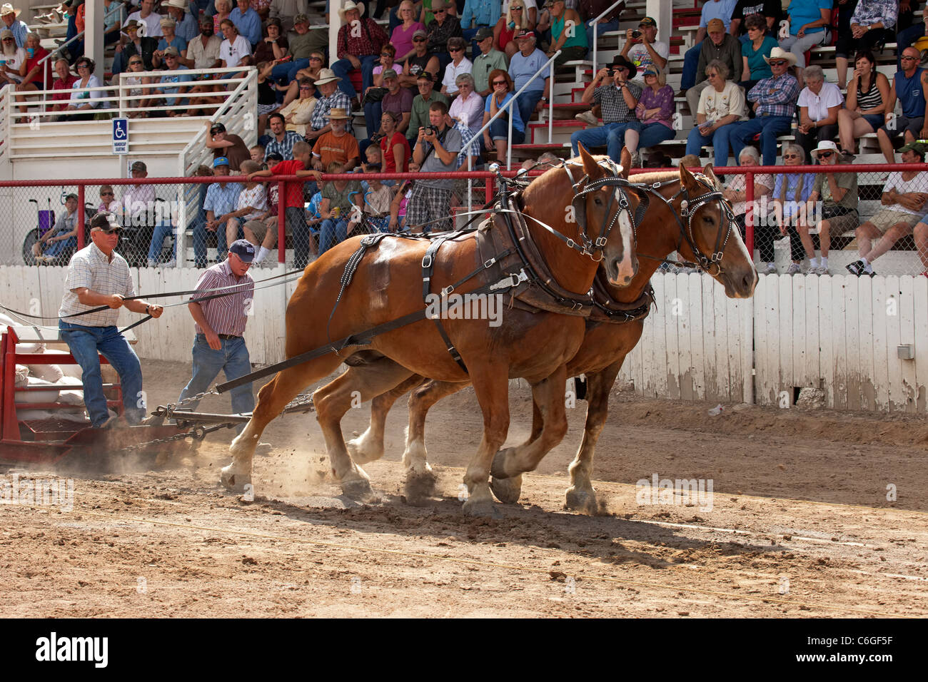 Progetto di cavallo tirando la concorrenza a livello locale county fair con progetto di cavalli lavorando duro per trascinare un pesante sled su un lungo periodo. Foto Stock
