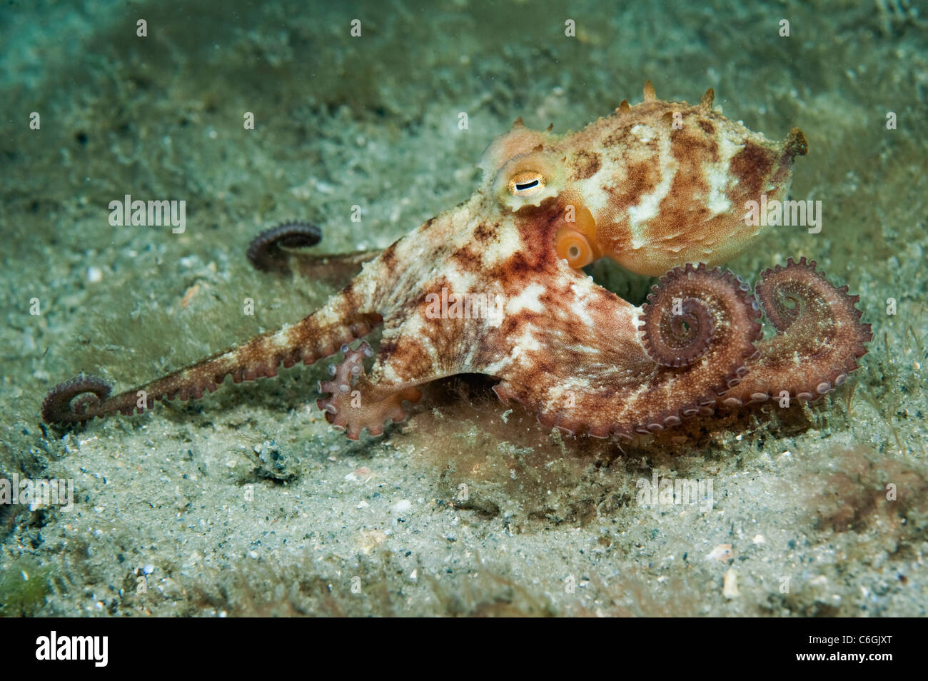 Atlantic con braccio lungo il polpo, Octopus defilippi, sul fondo del lago vale la pena di laguna, Singer Island, Florida. Foto Stock