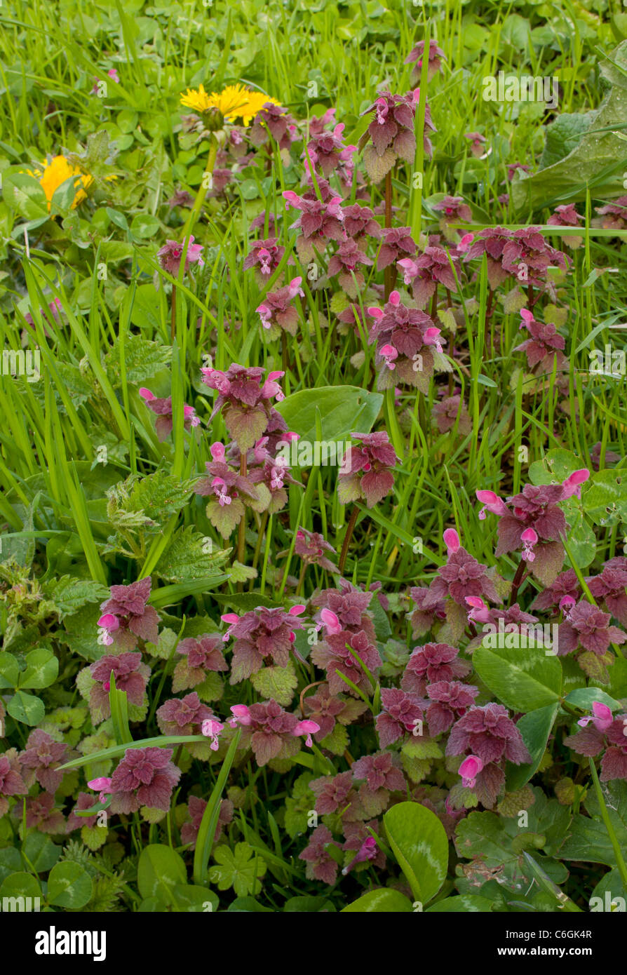 Red Dead-ortica, Lamium purpureum in fiore. Diffusa infestante. Foto Stock