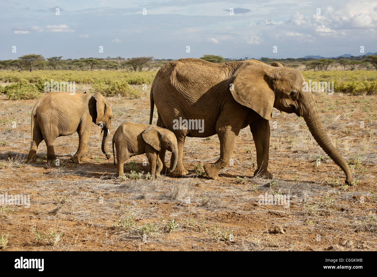 Elephant con due vitelli, Samburu Game Reserve, Kenya Foto Stock