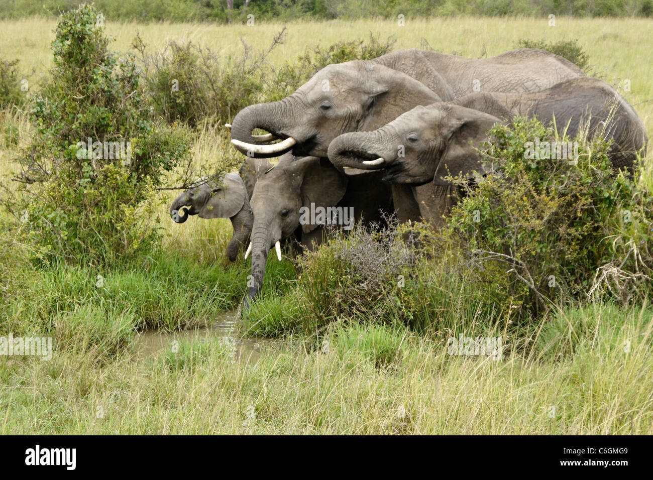 Gli elefanti di bere da Waterhole, il Masai Mara, Kenya Foto Stock