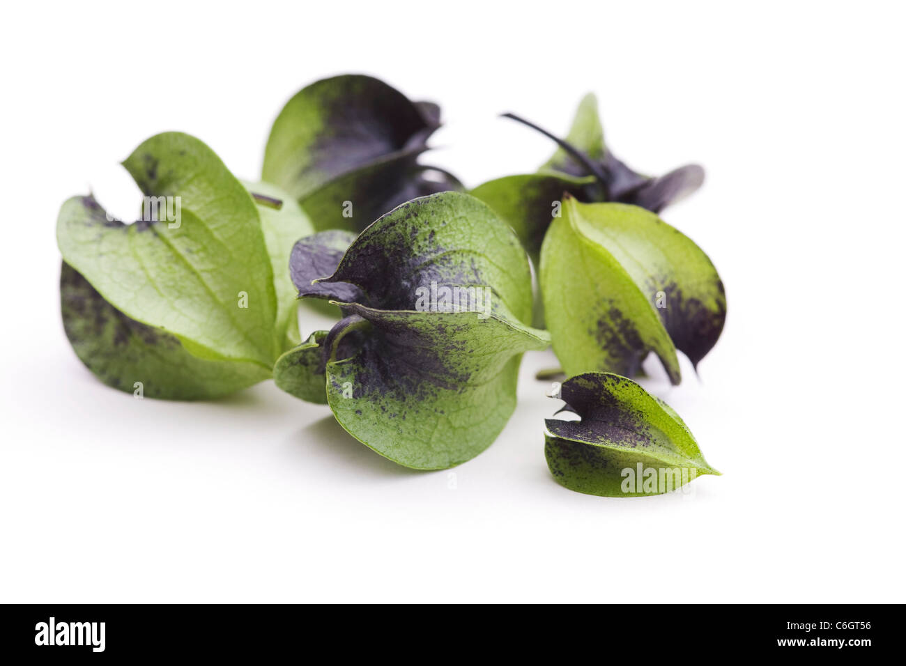 Nicandra physalodes. Semi immaturi cialde del shoo-fly impianto su uno sfondo bianco. Foto Stock Nicandra physalodes. Semi immaturi cialde del shoo-fly impianto su uno sfondo bianco. Foto Stock