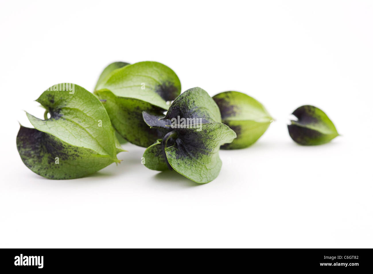 Nicandra physalodes. Semi immaturi cialde del shoo-fly impianto su uno sfondo bianco. Foto Stock Nicandra physalodes. Semi immaturi cialde del shoo-fly impianto su uno sfondo bianco. Foto Stock