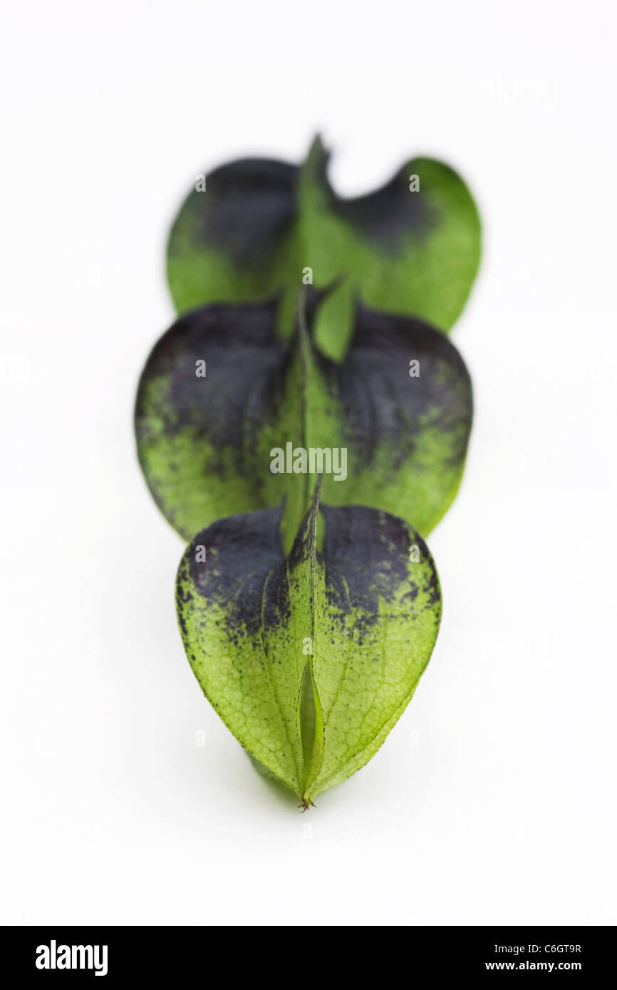 Nicandra physalodes. Semi immaturi cialde del shoo-fly impianto su uno sfondo bianco. Foto Stock Nicandra physalodes. Semi immaturi cialde del shoo-fly impianto su uno sfondo bianco. Foto Stock