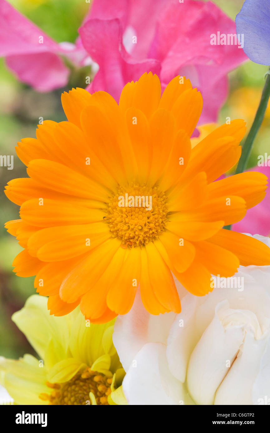 Calendula officinalis, Lathyrus odoratus, Dahlia,e Rosa.Estate fiori in un vaso. Foto Stock