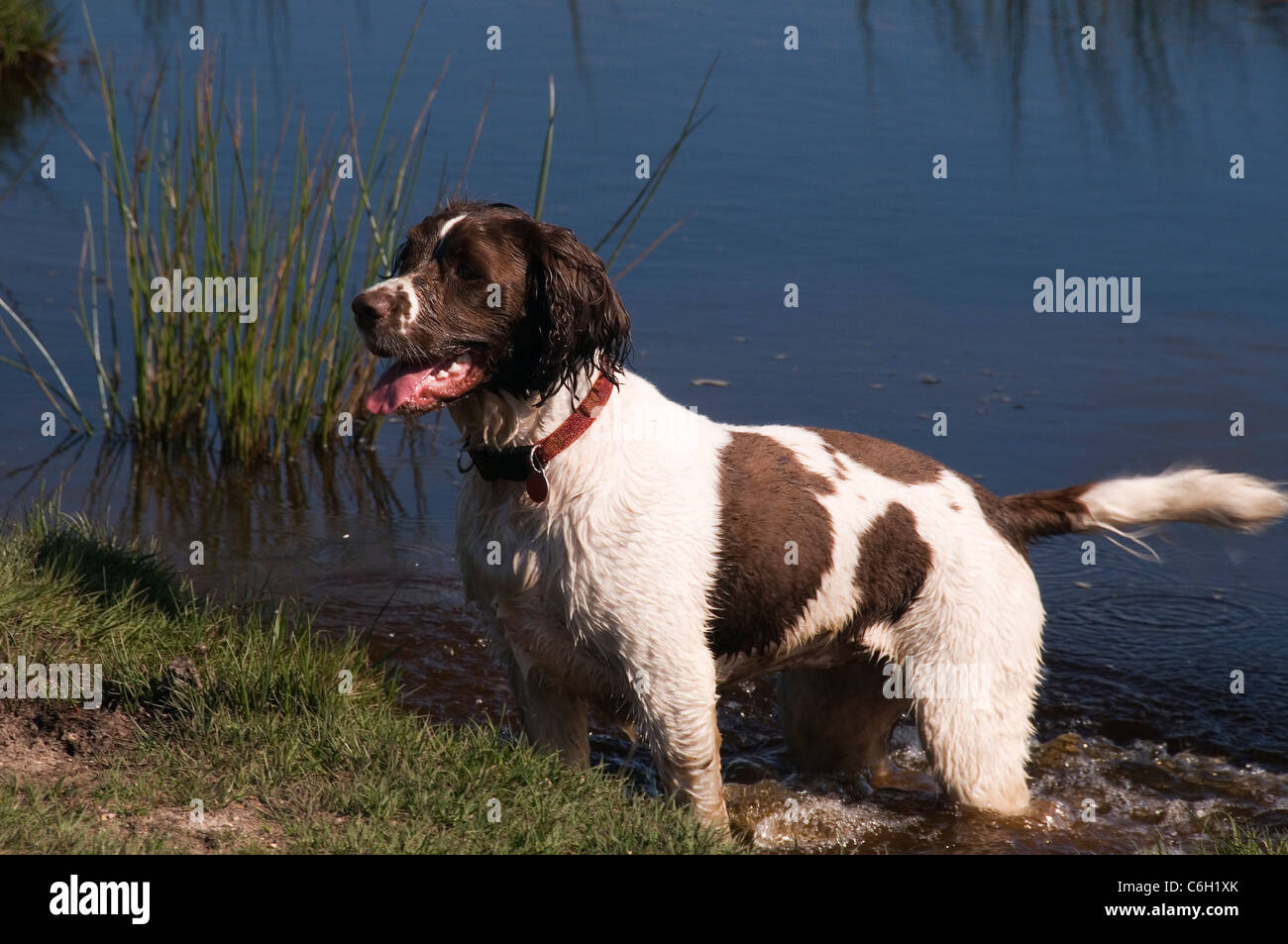 Springer Spaniel in attesa al bordo delle acque la Nuova Foresta Hampshire England Regno Unito Foto Stock
