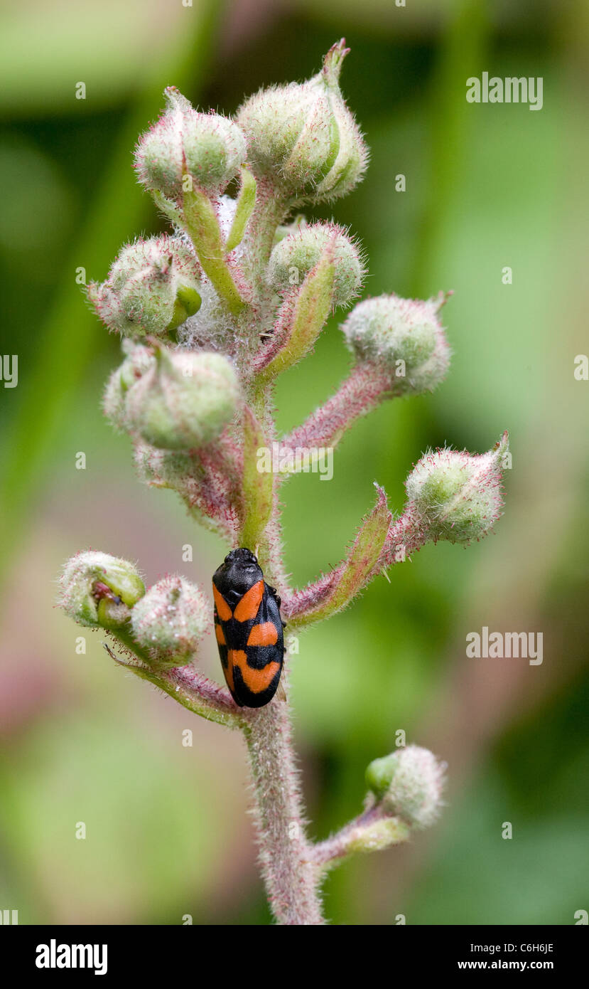 Rosso e nero adulto Cercopis vulnerata una specie di rane tramoggia spittle bug o cuculo insetto allo spiedo su gemme di Blackberry Foto Stock