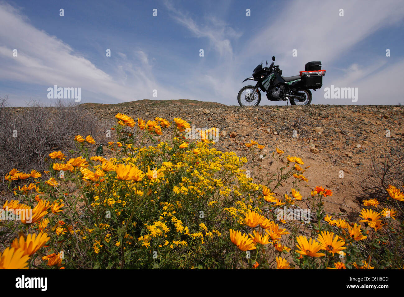 Touring bike con orange margherite in fiore in primo piano Foto Stock