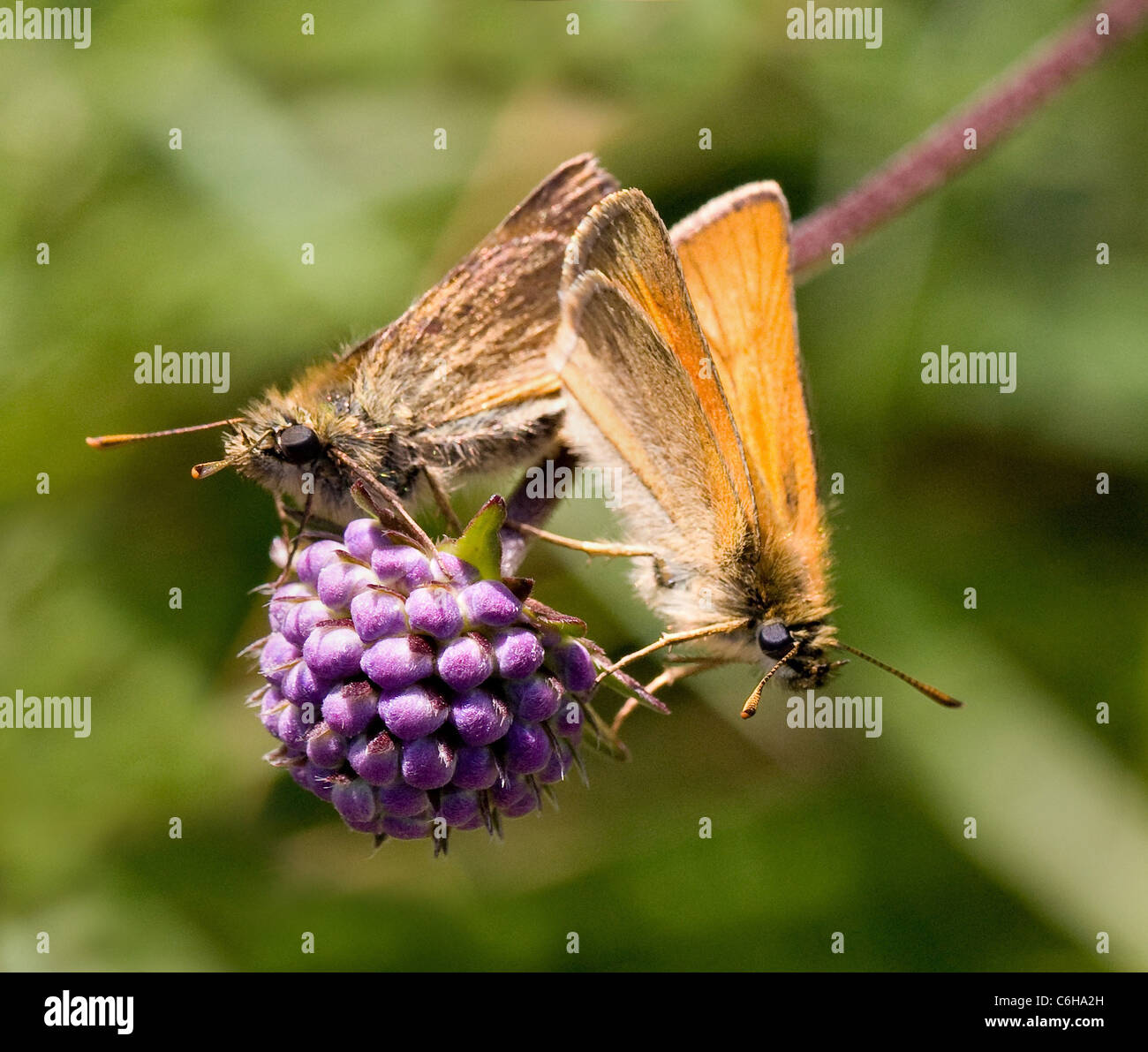 Coppia di farfalle piccole Skipper Tymelicus sylvestris su un bocciolo di fiori di Devil's bit Scabious nel Derbyshire Foto Stock