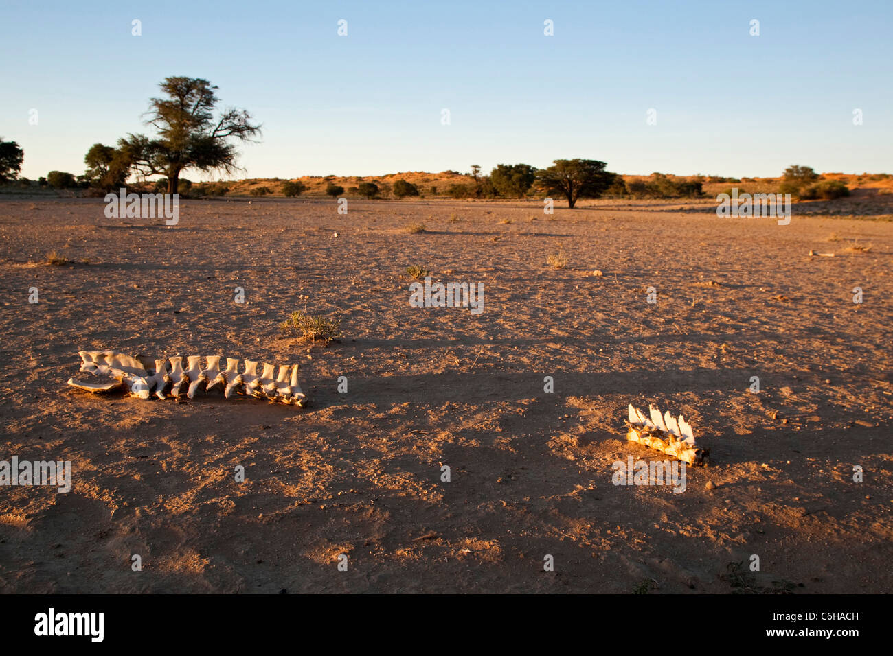 Le ossa in secco di Nossob riverbed Foto Stock