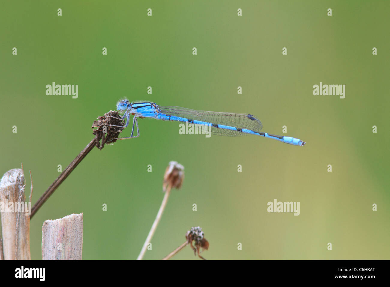 American bluet damselfly Enallagma (sp). Foto Stock