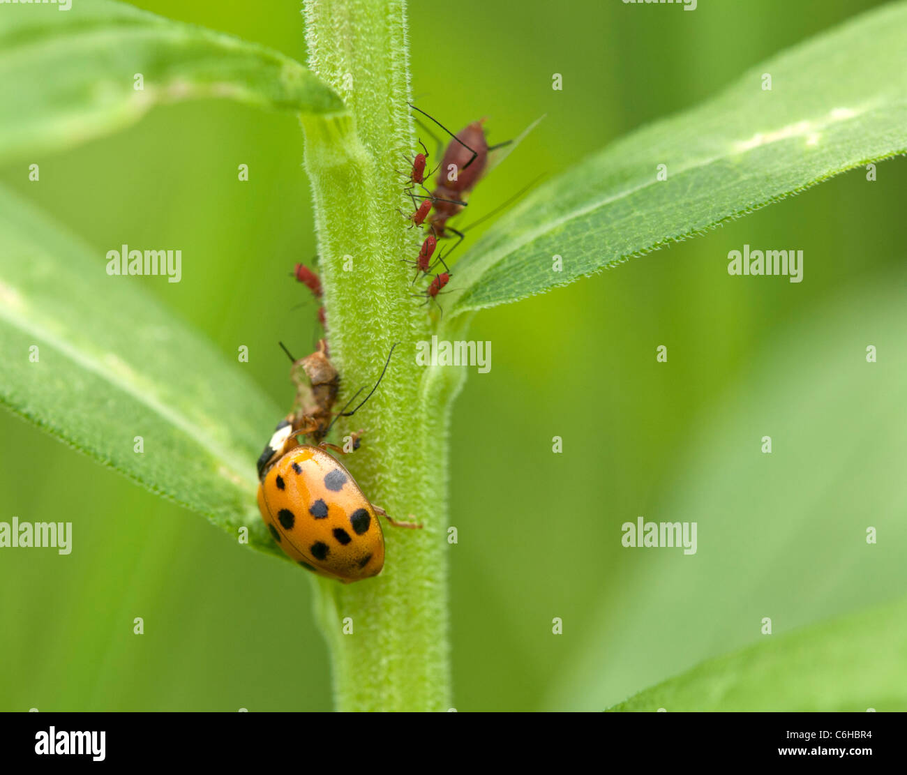 Ladybug mangiare afidi. Foto Stock