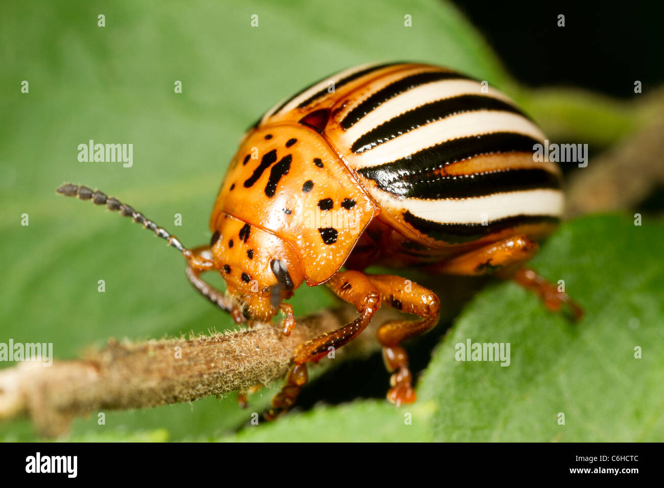 Il Colorado potato beetle (Leptinotarsa decemlineata) Foto Stock