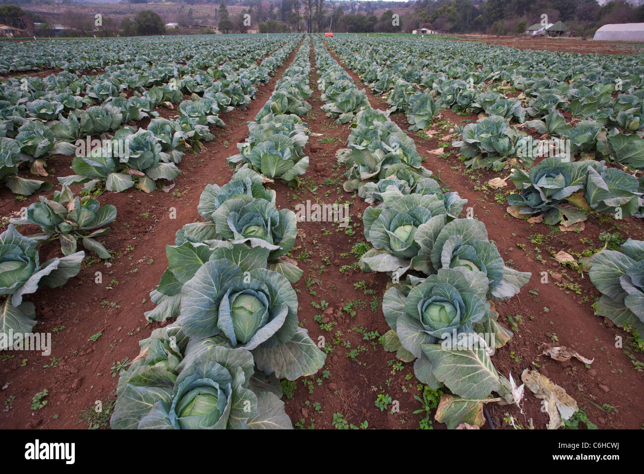Righe di cavoli cappucci e verzotti che cresce in un campo su una farm di vegetali Foto Stock