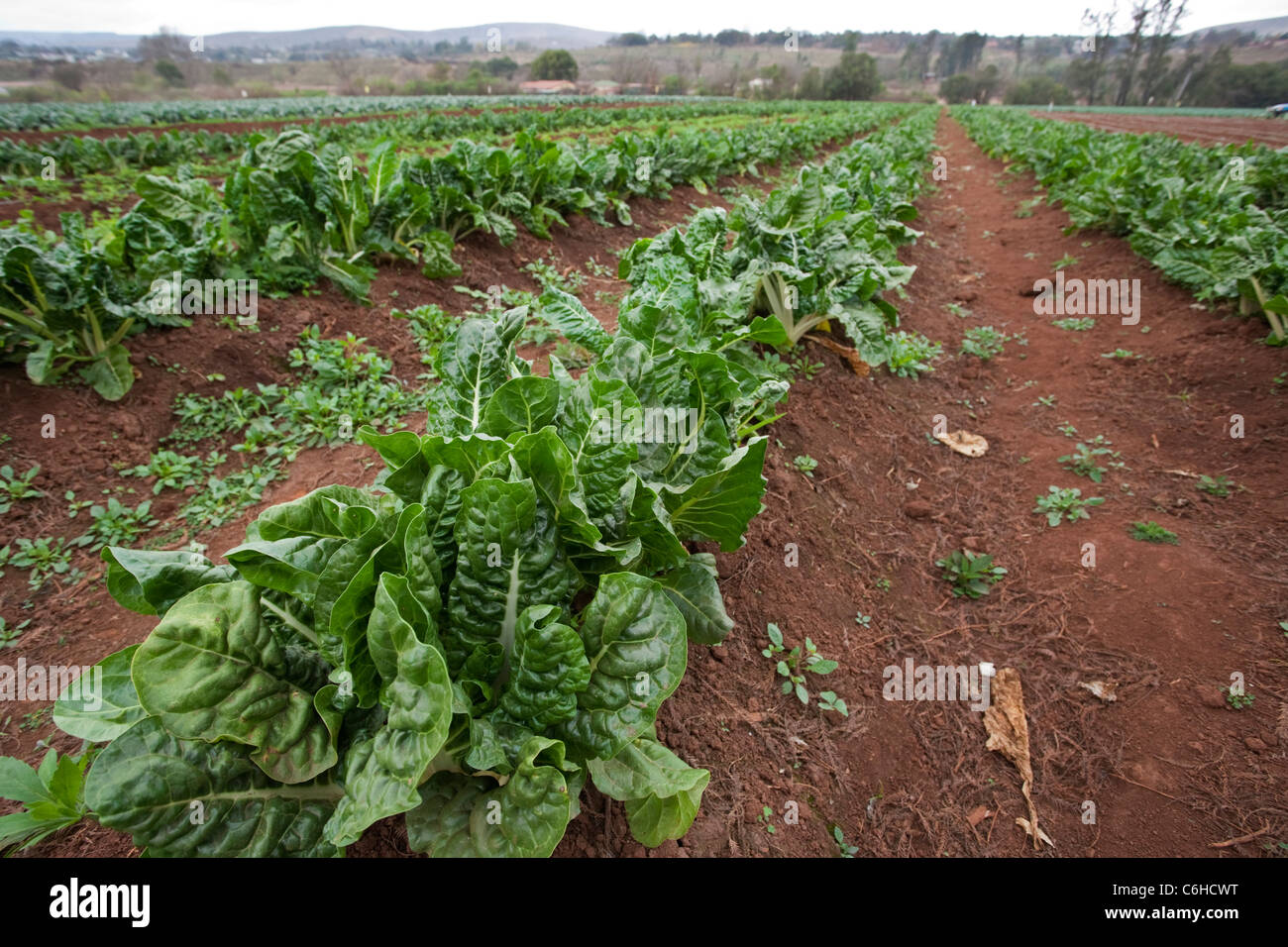 Righe di spinaci che cresce in un campo su una farm di vegetali Foto Stock