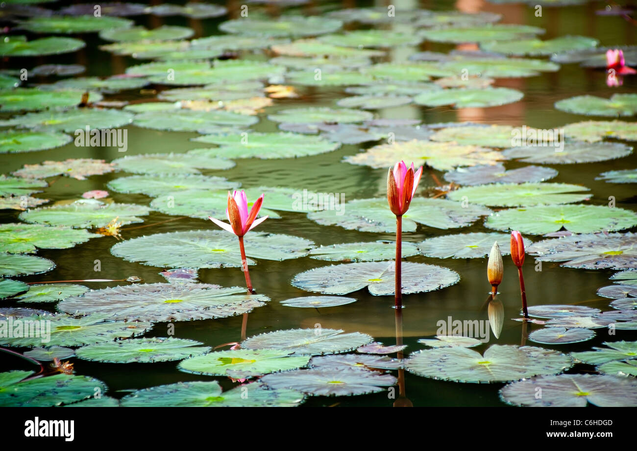 Colorato lily pad su un laghetto Foto Stock