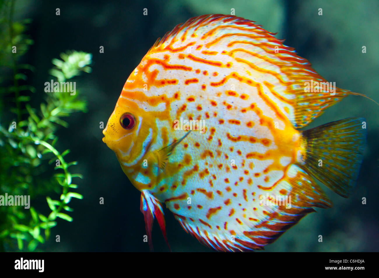 Pesci tropicali Foto Stock
