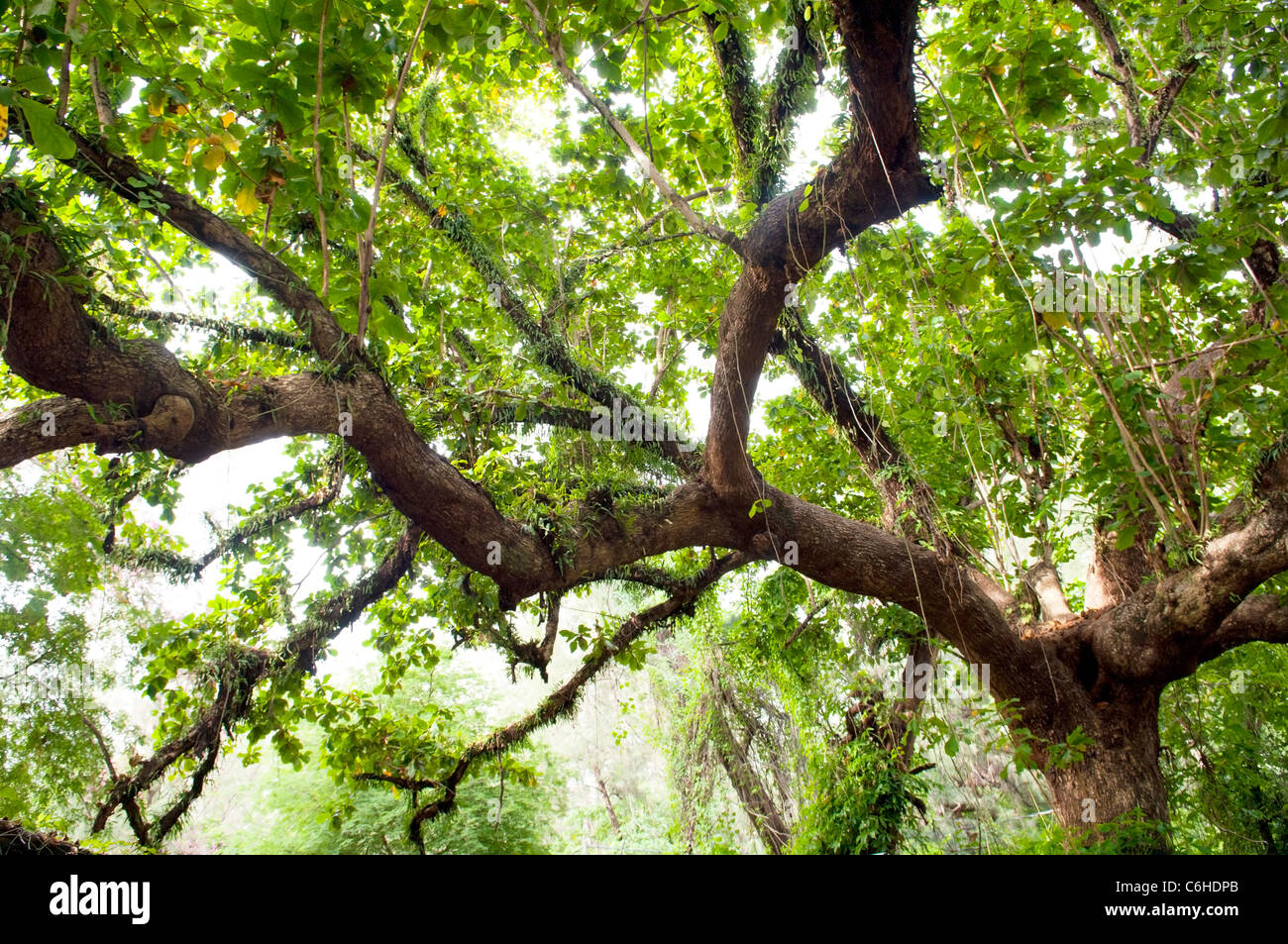 Arto enorme di un albero in una fitta giungla lussureggiante Foto Stock Arto enorme di un albero in una fitta giungla lussureggiante Foto Stock