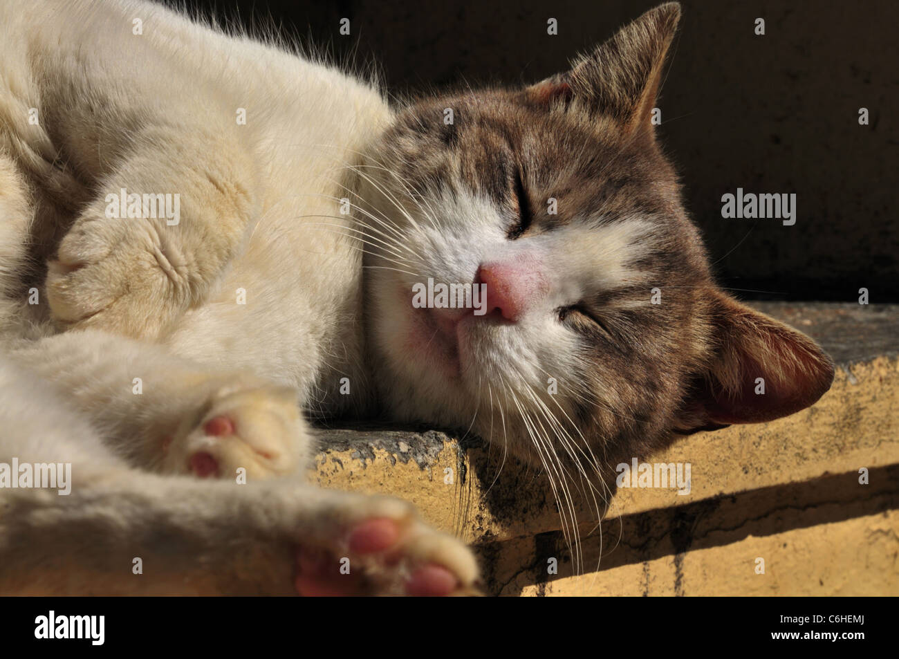 Cat snoozing sulla parete sotto la Acropoli Foto Stock