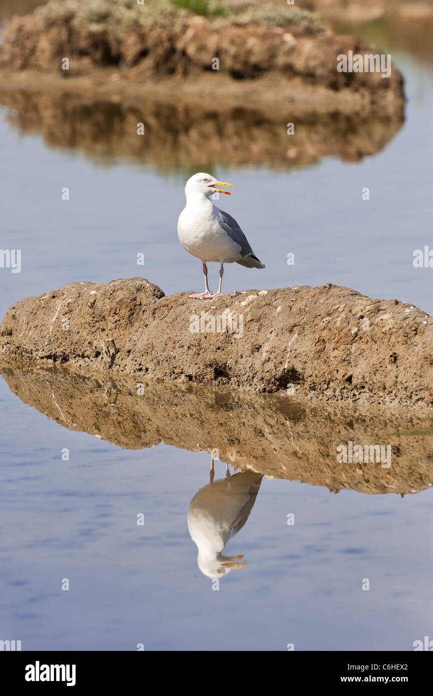 Aringa Gabbiano (Larus argentatus), Marais du Fier d Ars (palude), Ile de Ré, Francia Foto Stock