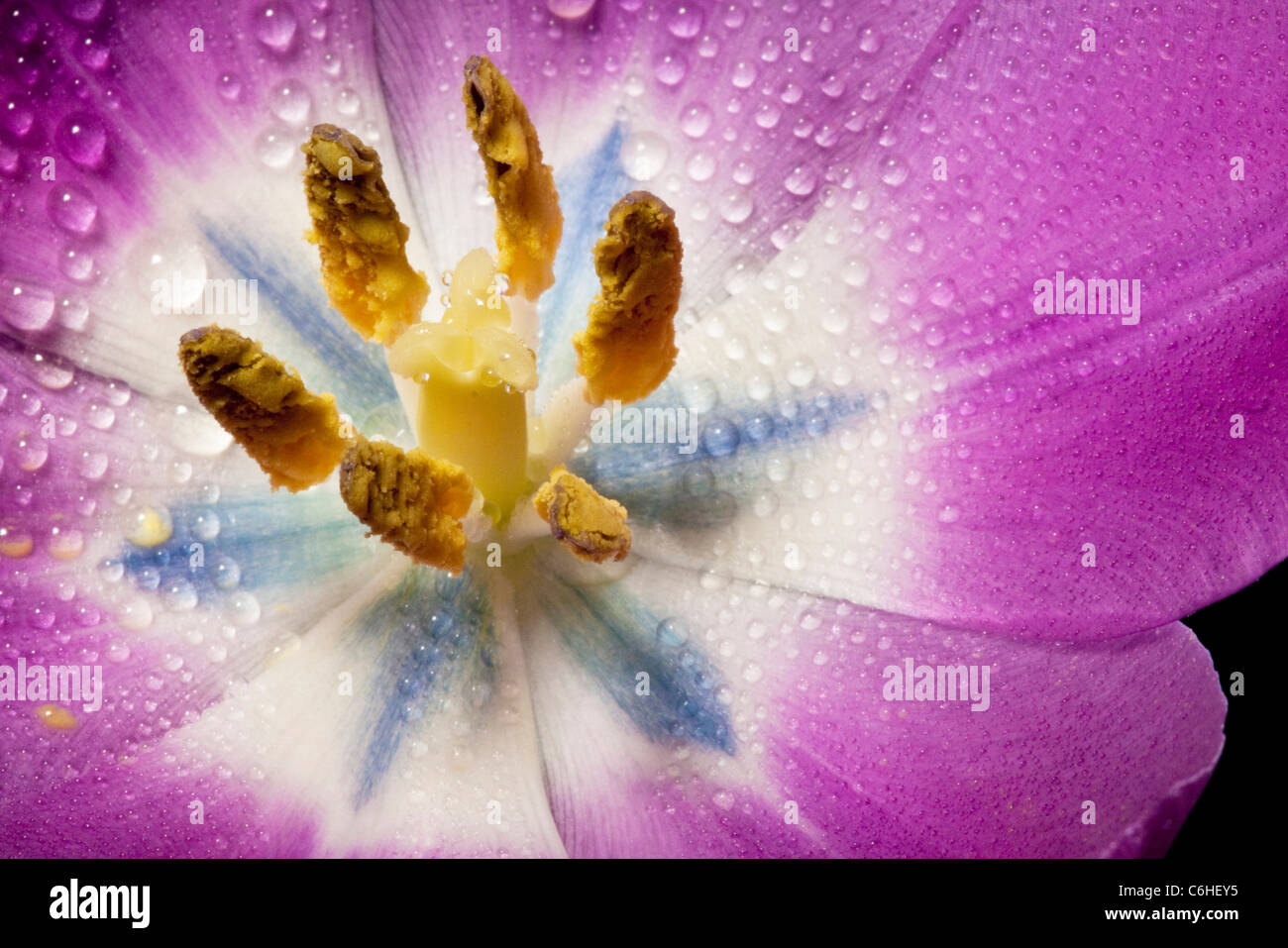 Fiore viola che mostra petali lo stigma e antere Foto Stock