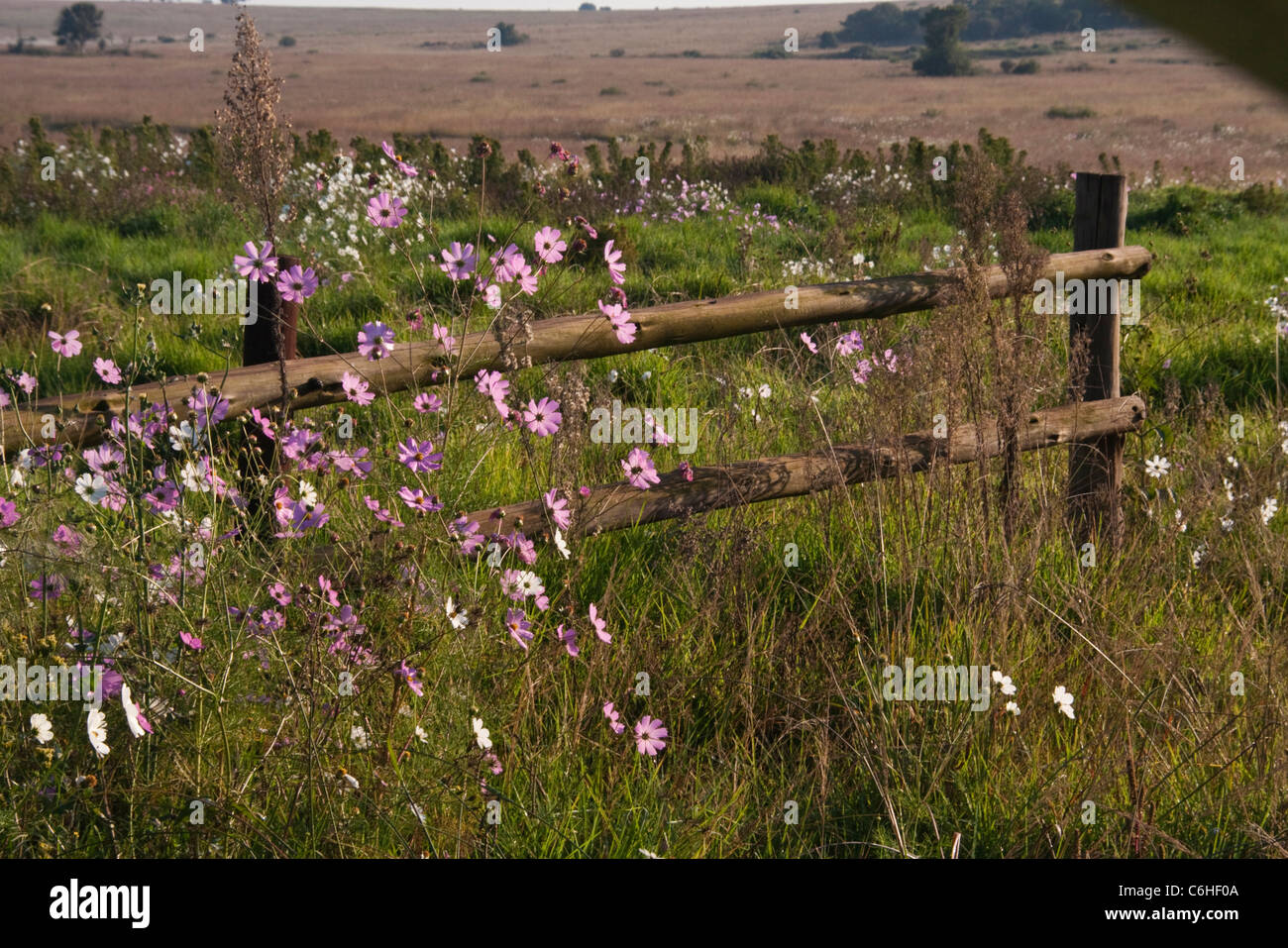 Rurale scena con cosmos fiori e una recinzione di legno Foto Stock
