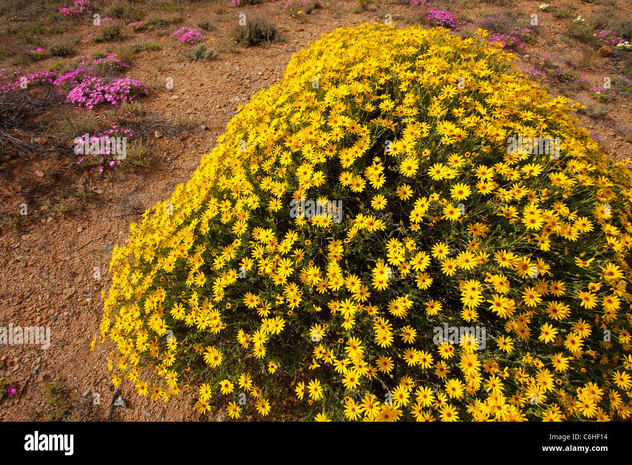 Grandi grumi se giallo margherite in fiore Foto Stock