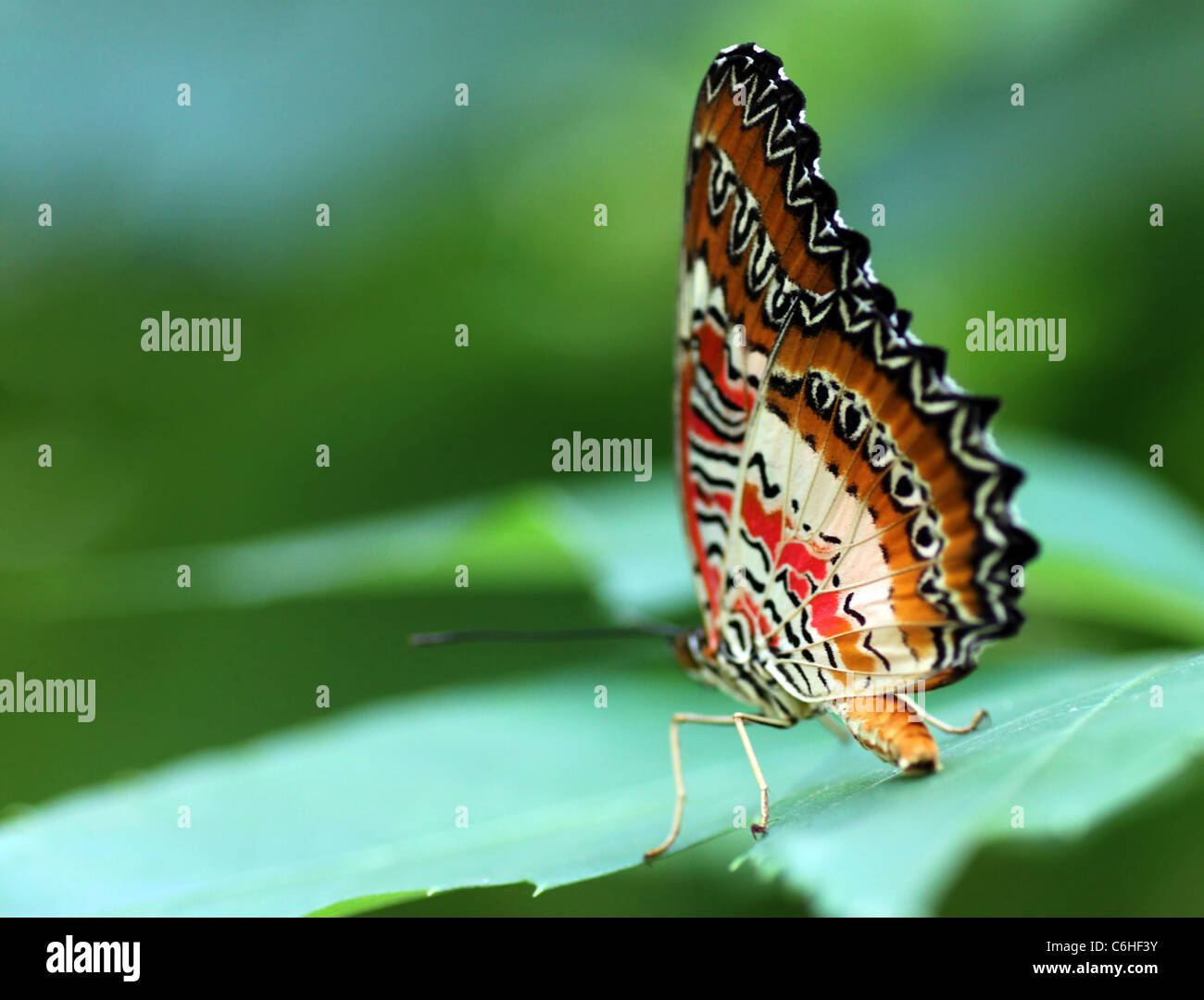 Butterfly (rosso) Lacewing seduto su una foglia verde Foto Stock