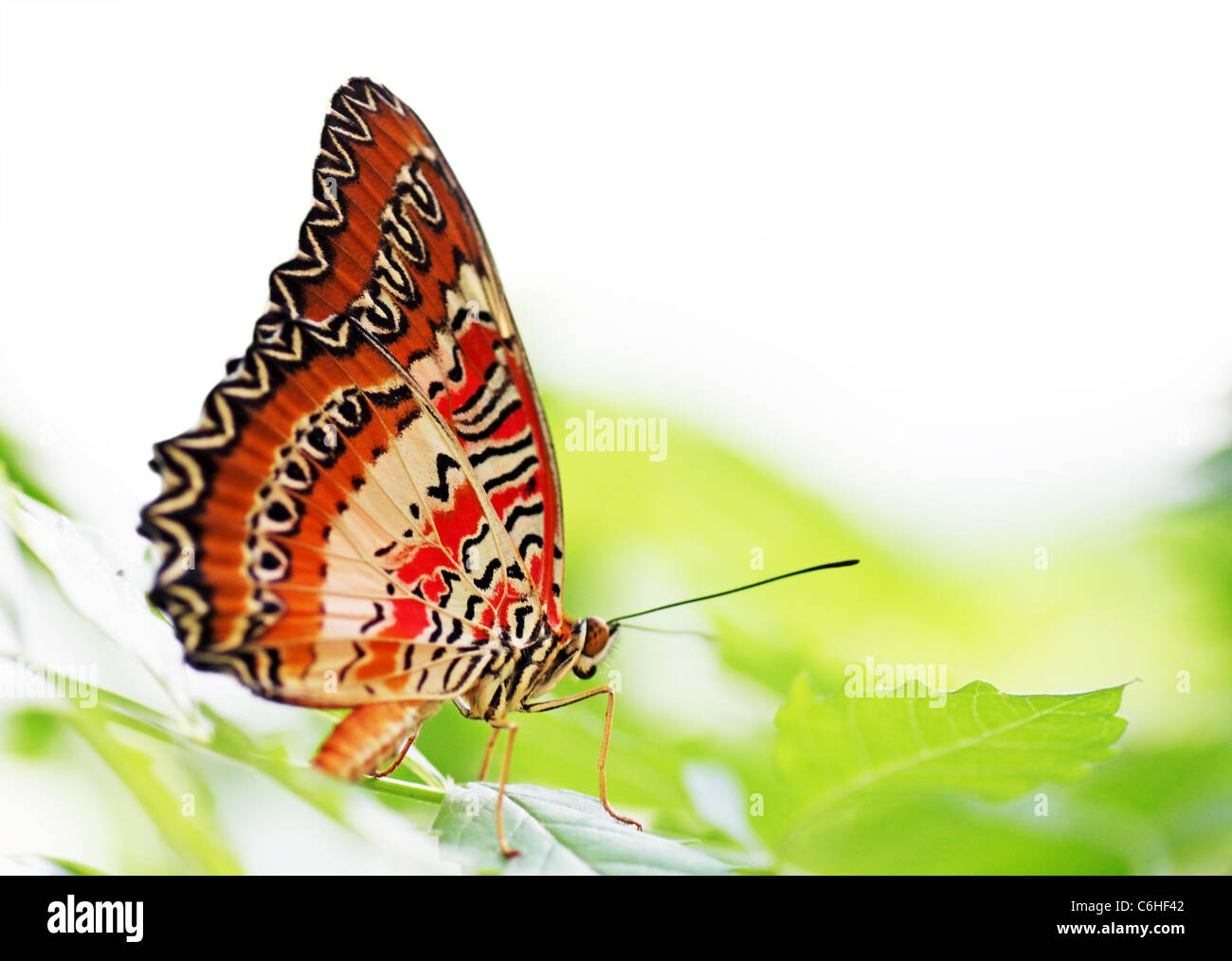 Butterfly (rosso) Lacewing seduto su una foglia verde Foto Stock