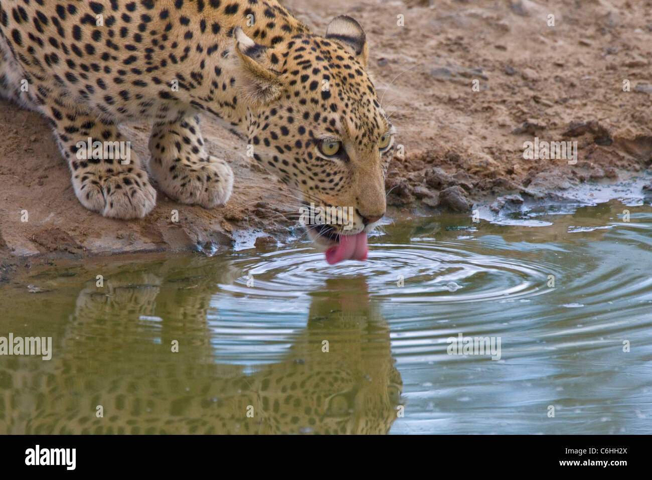 Ritratto di un leopard bevendo un waterhole Foto Stock