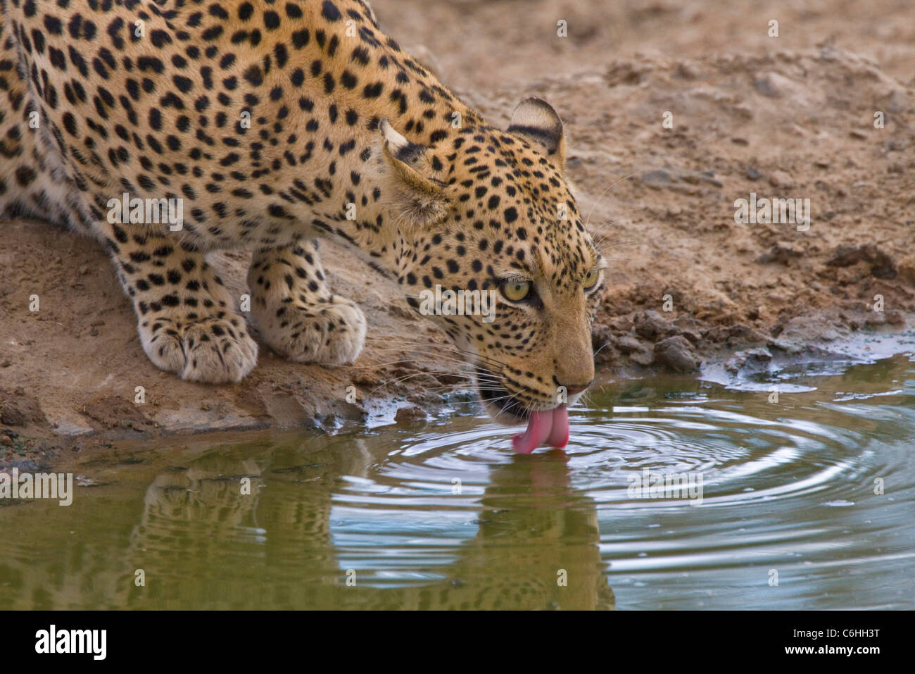 Ritratto di un leopard bevendo un waterhole Foto Stock