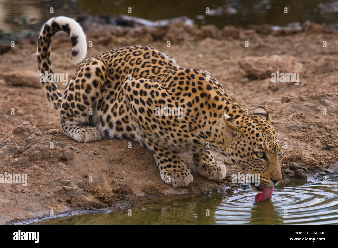 Leopard bevendo un waterhole con coda arricciato Foto Stock