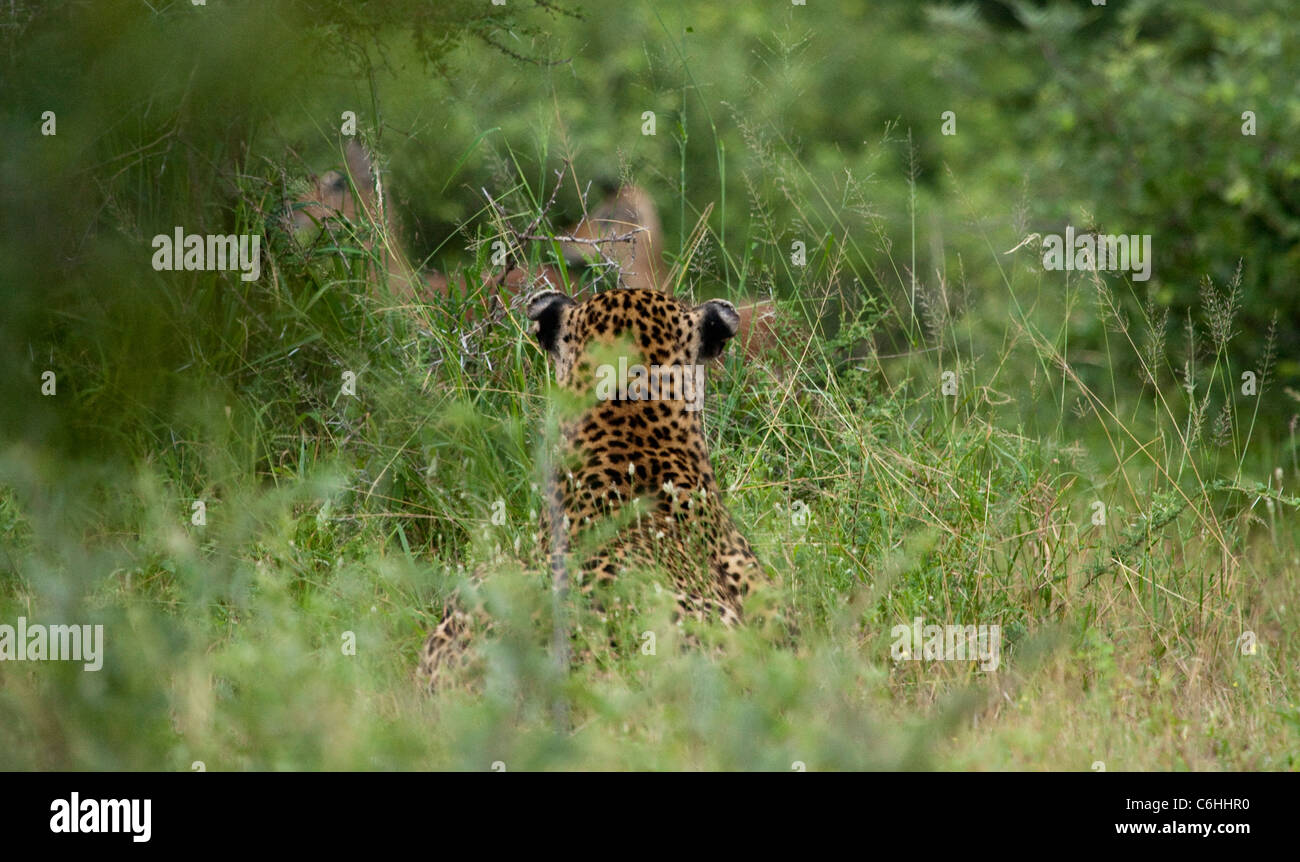 Leopard stalking una mandria di ignari impala da erba lunga Foto Stock