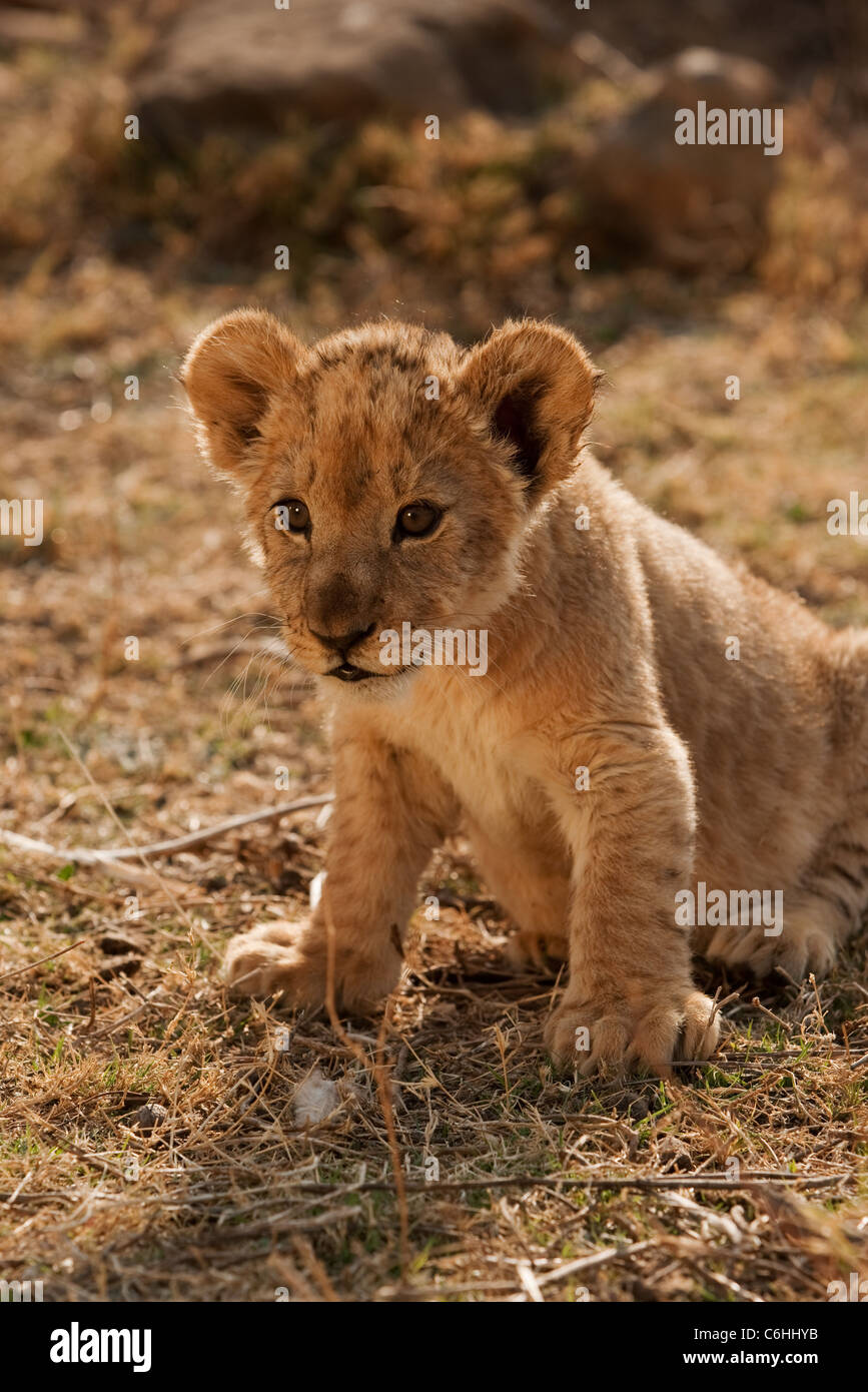 Cucciolo di Leone Foto Stock