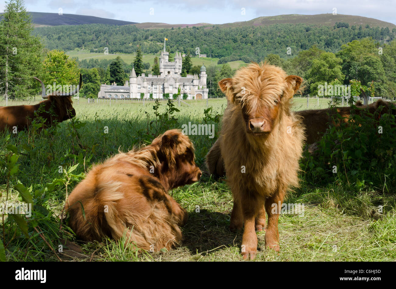 Il Castello di Balmoral Royal Deeside - Queen's residence vista con highland vitelli in primo piano Foto Stock