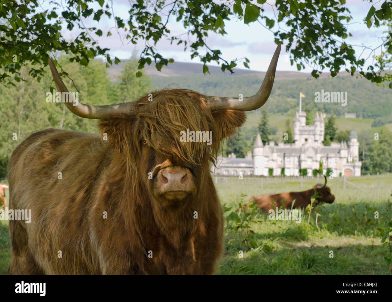 Il Castello di Balmoral Royal Deeside - Queen's residence vista con highland mucca in primo piano Foto Stock