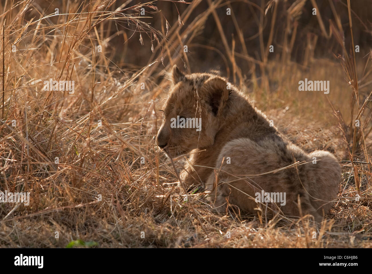 Lion cub in appoggio in erba secca Foto Stock
