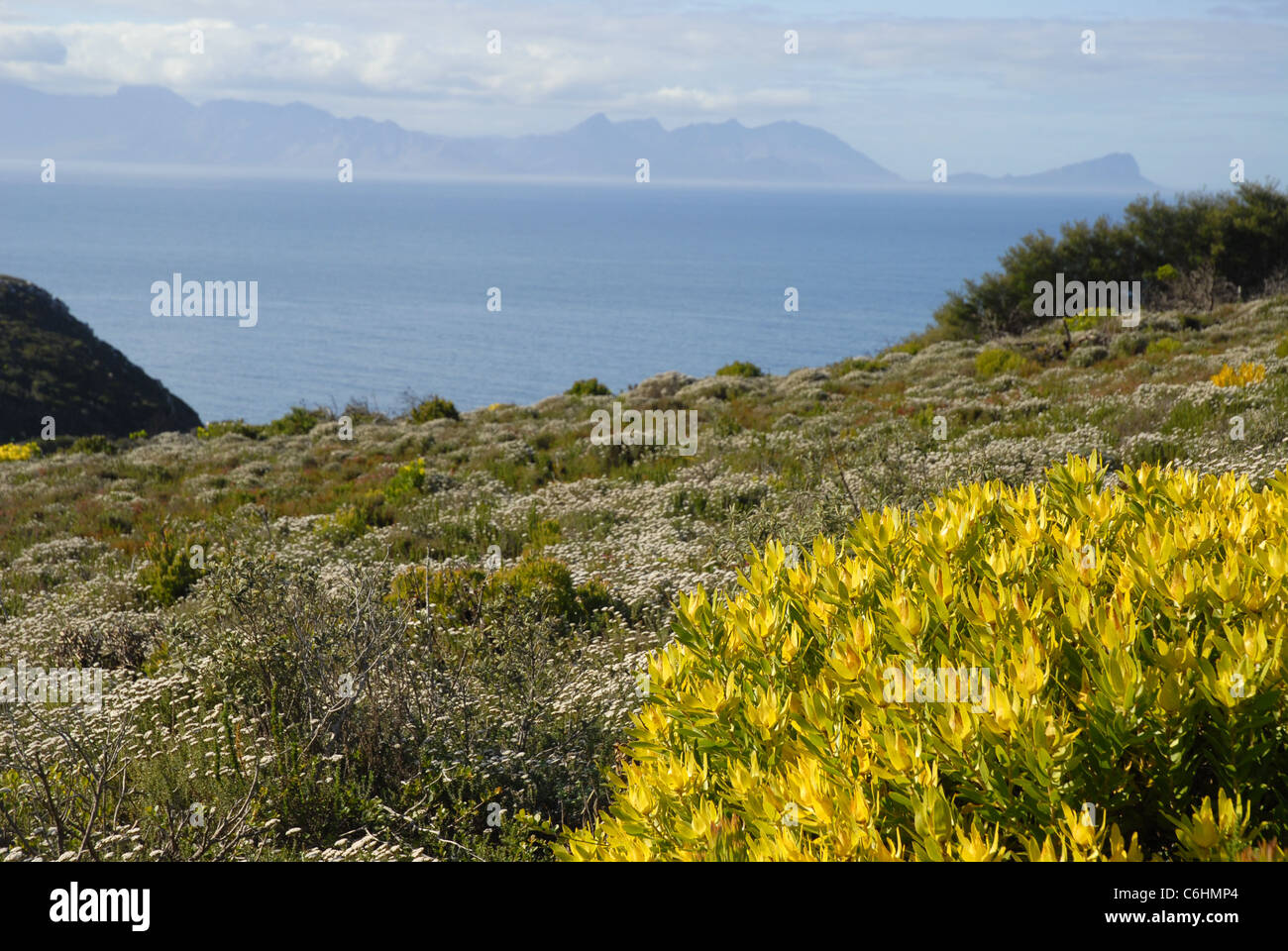 Vegetazione costiera, a Cape Point Capo di Buona Speranza, Table Mountain National Park, Western Cape, Sud Africa Foto Stock