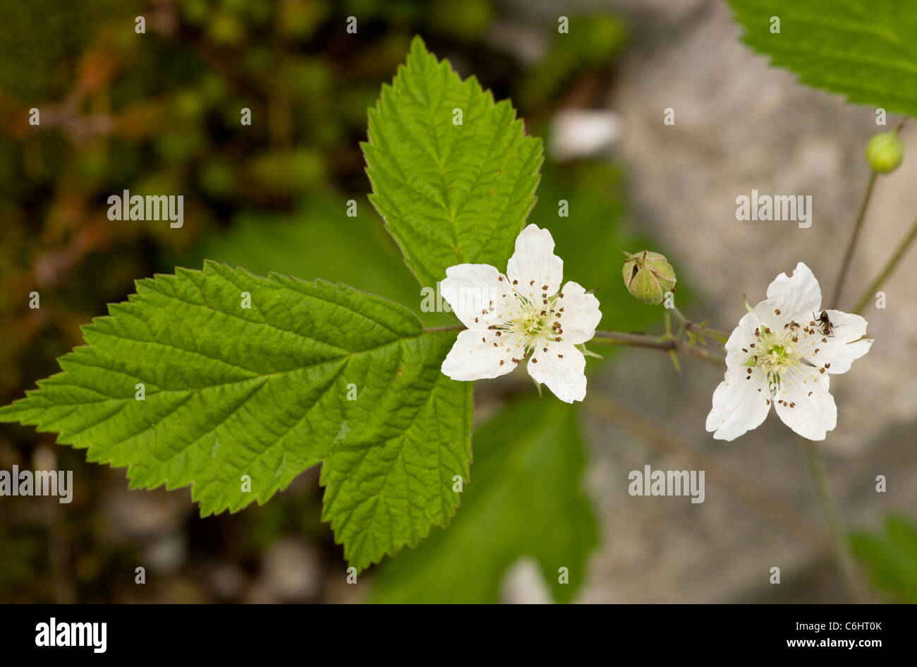 Dewberry Rubus caesius in fiore. Foto Stock