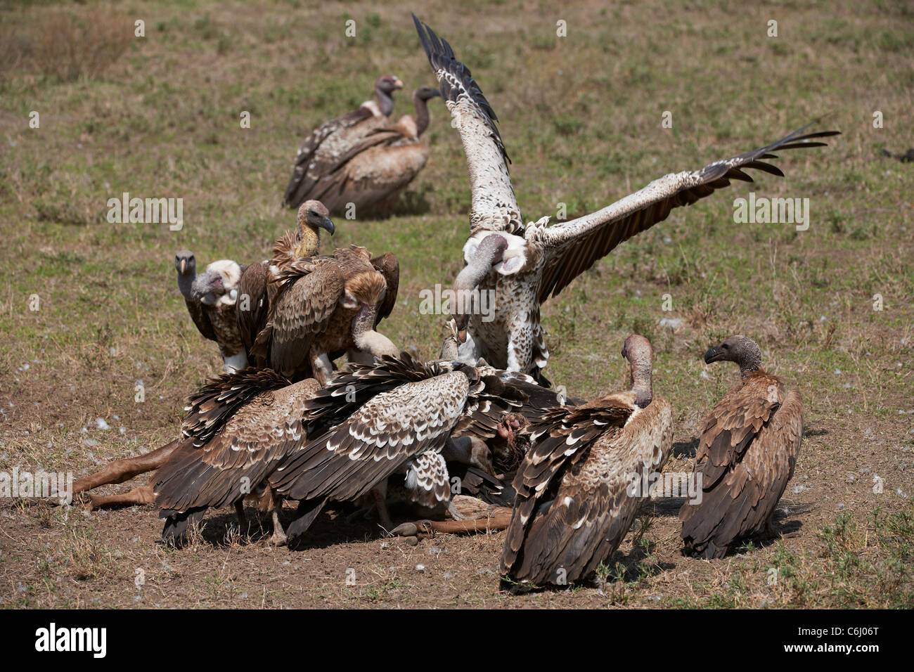 White-backed avvoltoi su una carcassa, Gyps africanus, Serengeti, Tanzania Africa Foto Stock