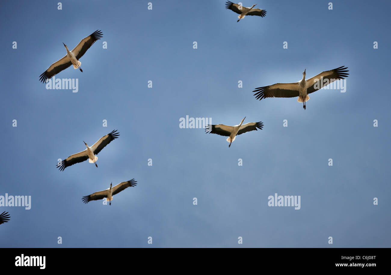 Flying cicogne bianche, Ciconia ciconia, Serengeti, Tanzania Africa Foto Stock