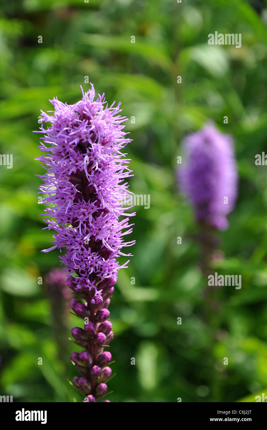 Bella viola liatris spicata kobold fiori in sfondo verde Foto Stock